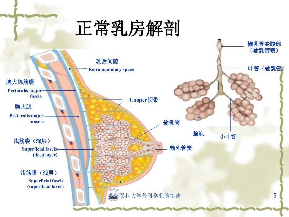 温州医科大学外科学乳腺疾病课件_第5页