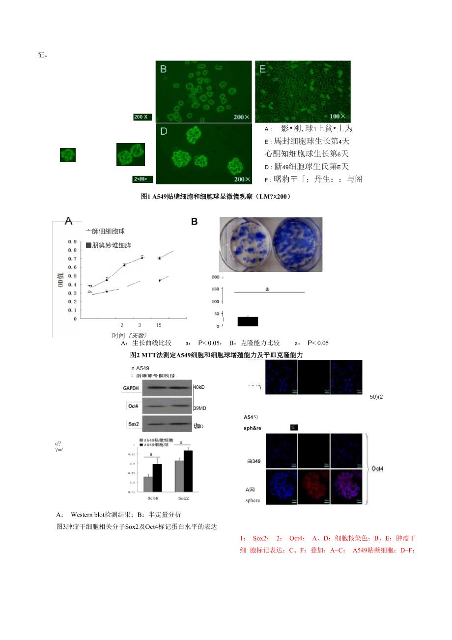人肺癌细胞系A549中肿瘤干细胞样细胞的分离及鉴定_第3页