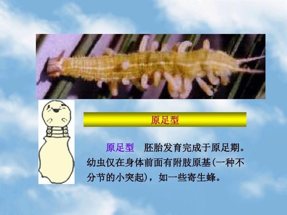 昆虫的胚后发育和变态_第5页