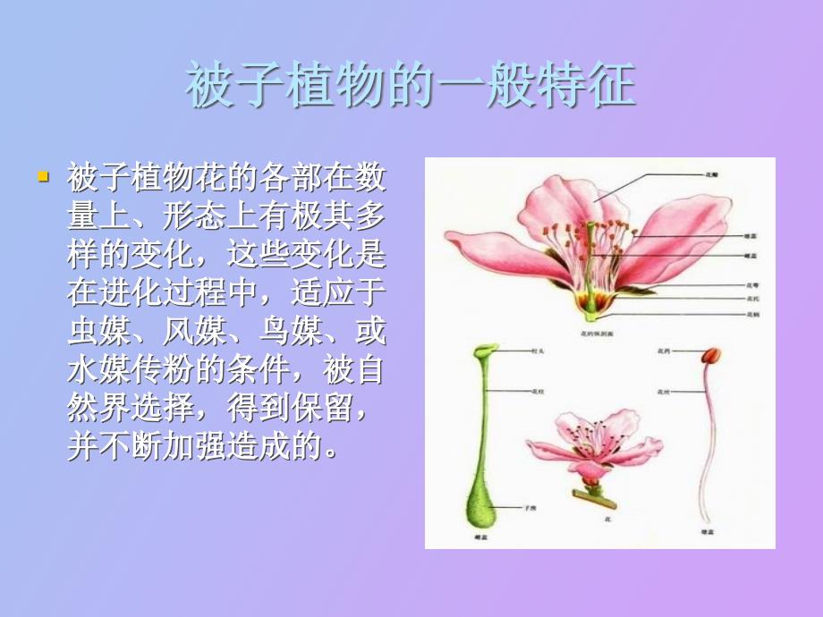 被子植物的特征分类原则_第4页