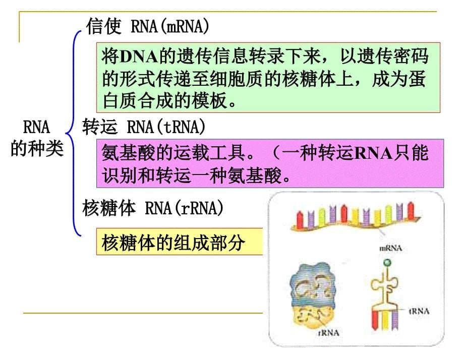 人教必修二生物第4章基因的表达第1节基因指导蛋白质的合成课件_第5页