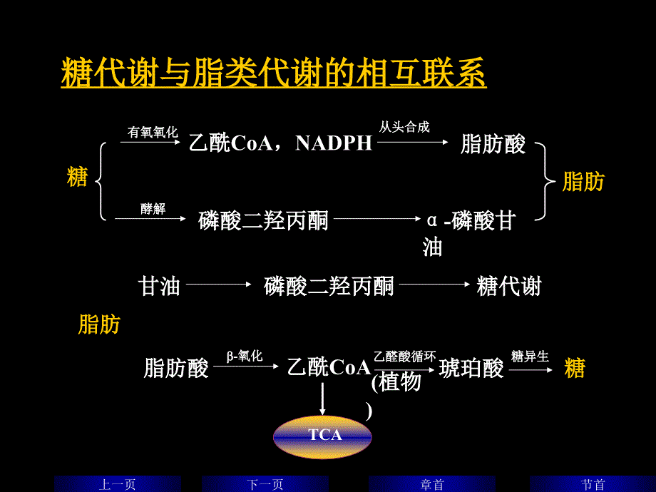 代谢间的联系与调控.ppt_第4页