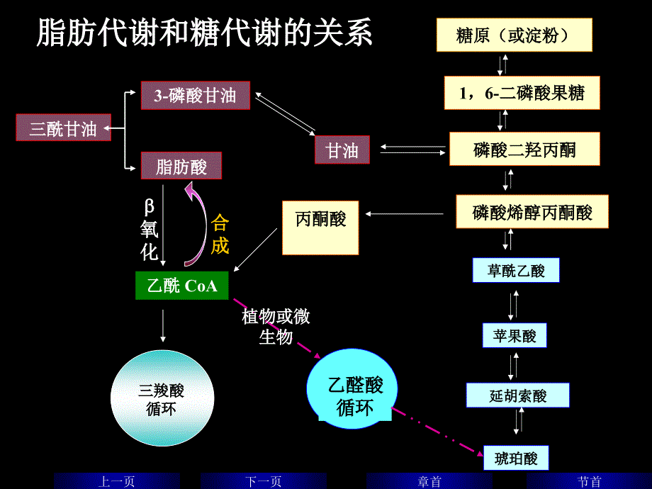 代谢间的联系与调控.ppt_第5页