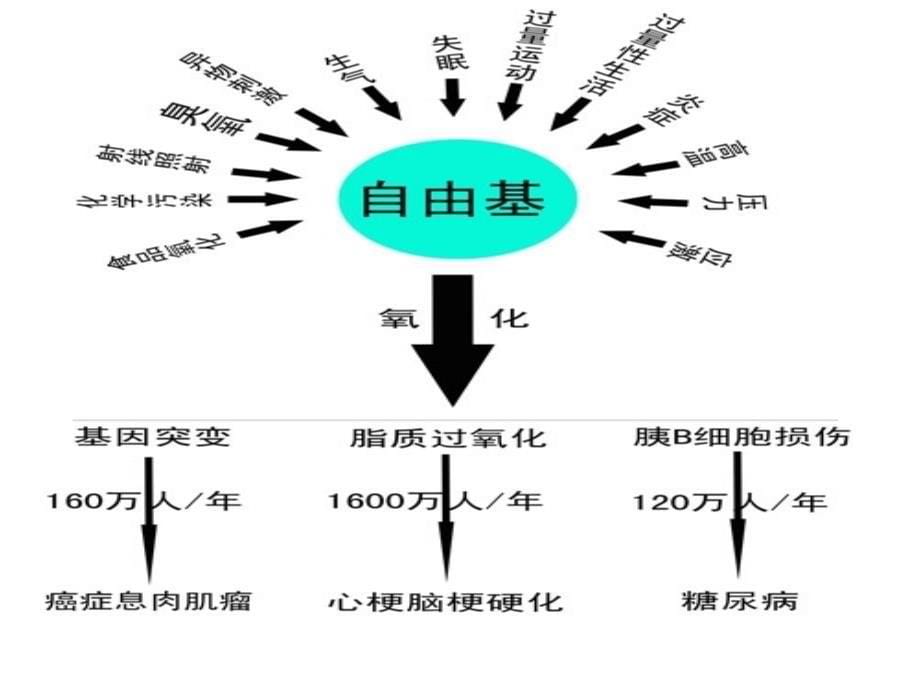 抗氧化食物与抗氧化营养素_第5页