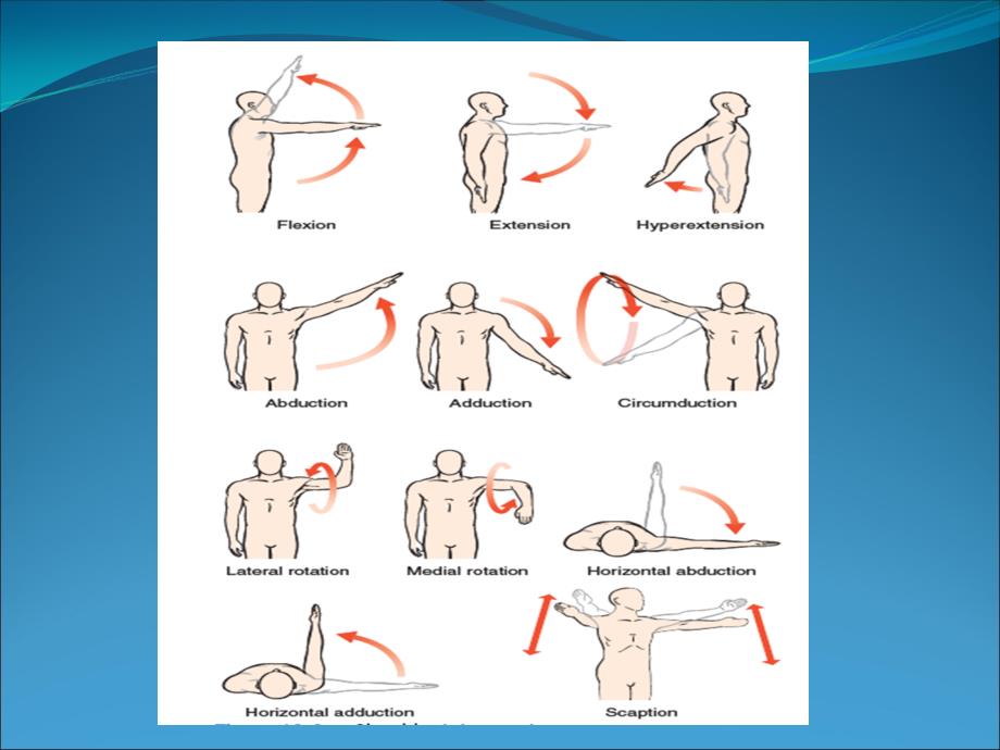 运动学教学课件：肩关节运动学_第2页