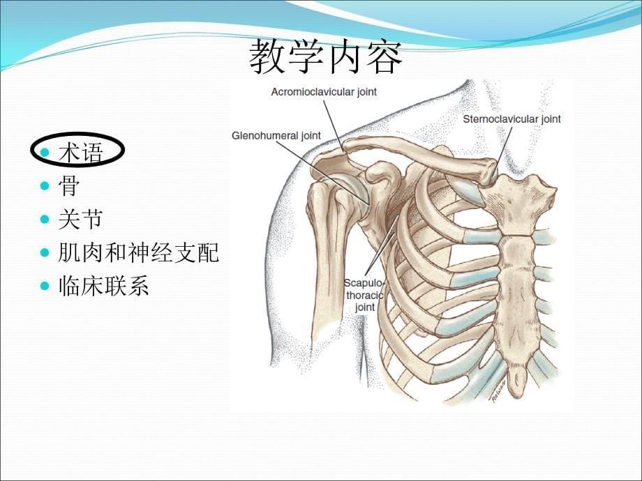 运动学教学课件：肩关节运动学_第5页