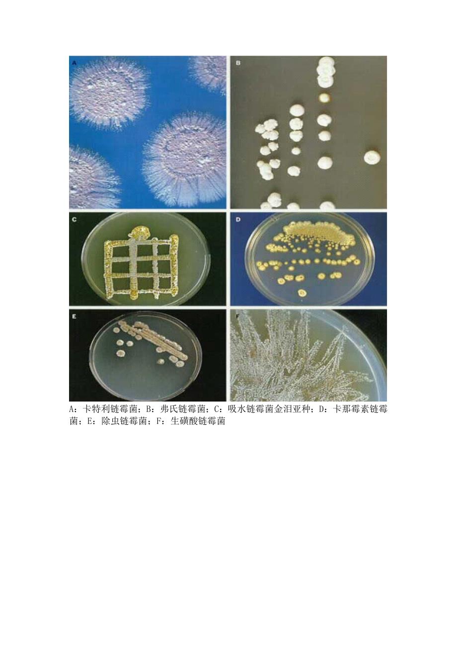 实验十二___土壤中产抗生素放线菌的分离纯化.doc_第3页