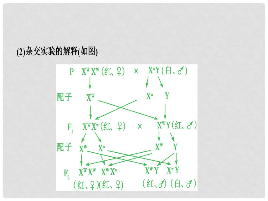 优化探究高考生物一轮复习 第五单元 遗传的传递规律 第三讲 基因在染色体上与伴性遗传课件 新人教版_第4页