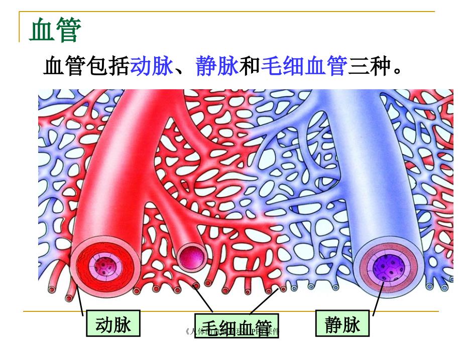 人体的血液循环PPT课件课件_第2页