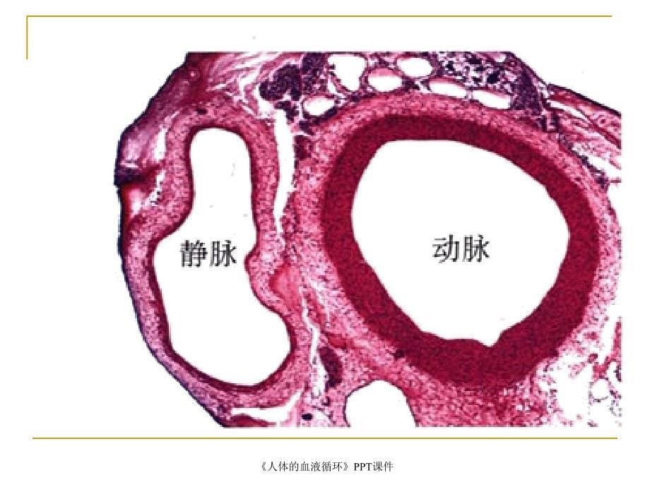 人体的血液循环PPT课件课件_第5页