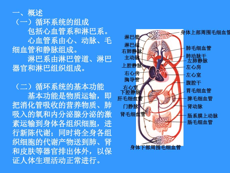 《人体解剖学》教学课件： 循环系统_第2页