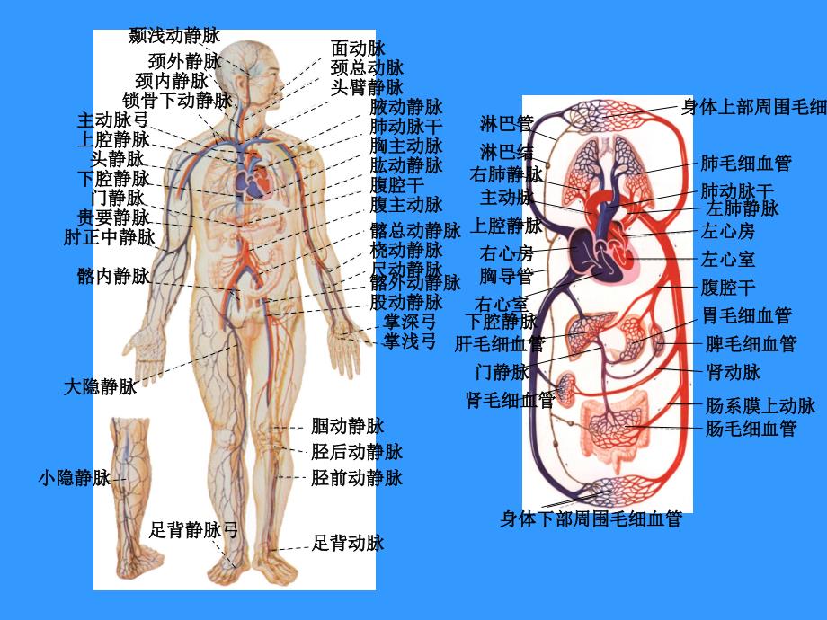 《人体解剖学》教学课件： 循环系统_第4页