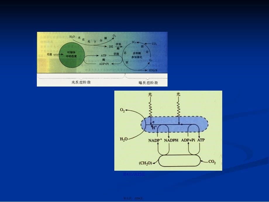 光合作用和生物固氮学习教案_第5页