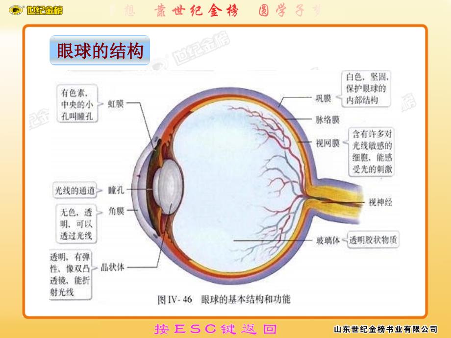 第六章人体生命活动的调节第一节人体对外界环境的感知精品教育_第4页