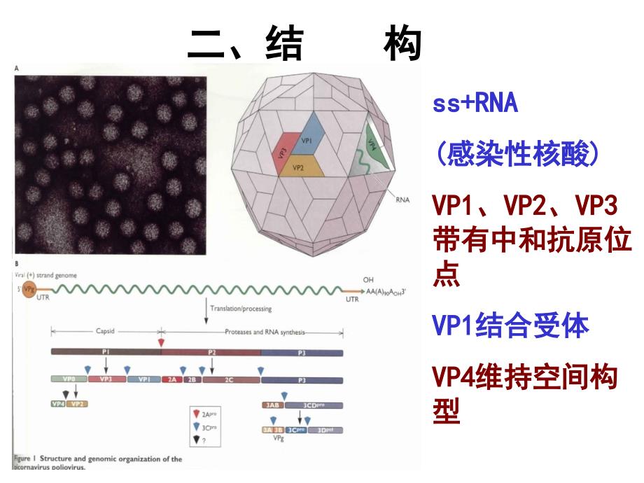 第27章2B2B肠道病毒_第4页