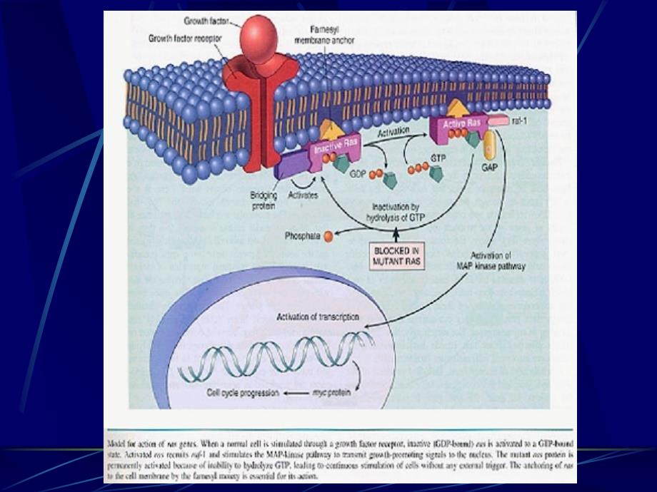 肿瘤的病因学与发病学机制文档资料_第3页