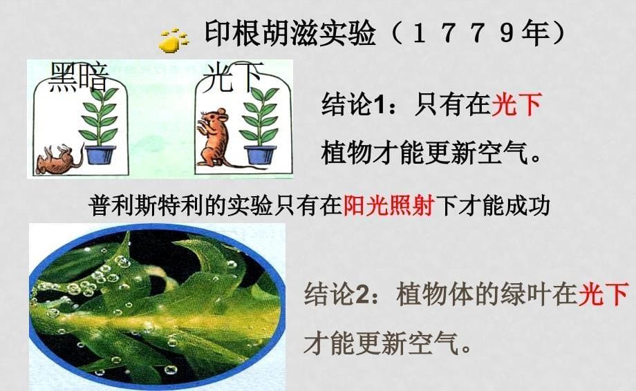 高中生物第三章第五节光合作用课件必修一_第5页