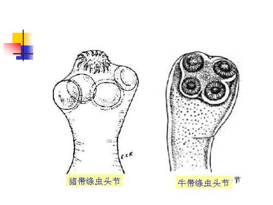 人体寄生虫实验课：实验三 绦虫_第4页