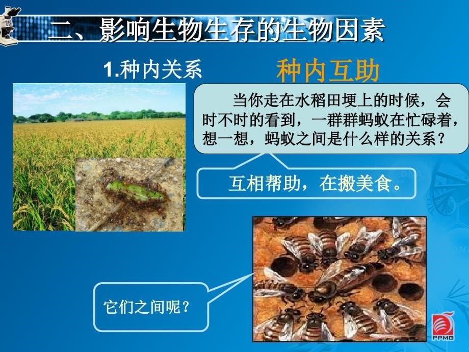 环境影响生物的生存PPT课件2_第5页