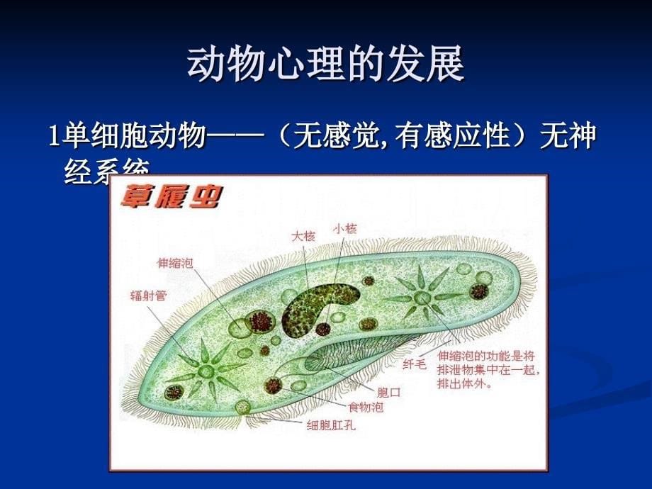 公共心理学第三讲心理的实质_第5页