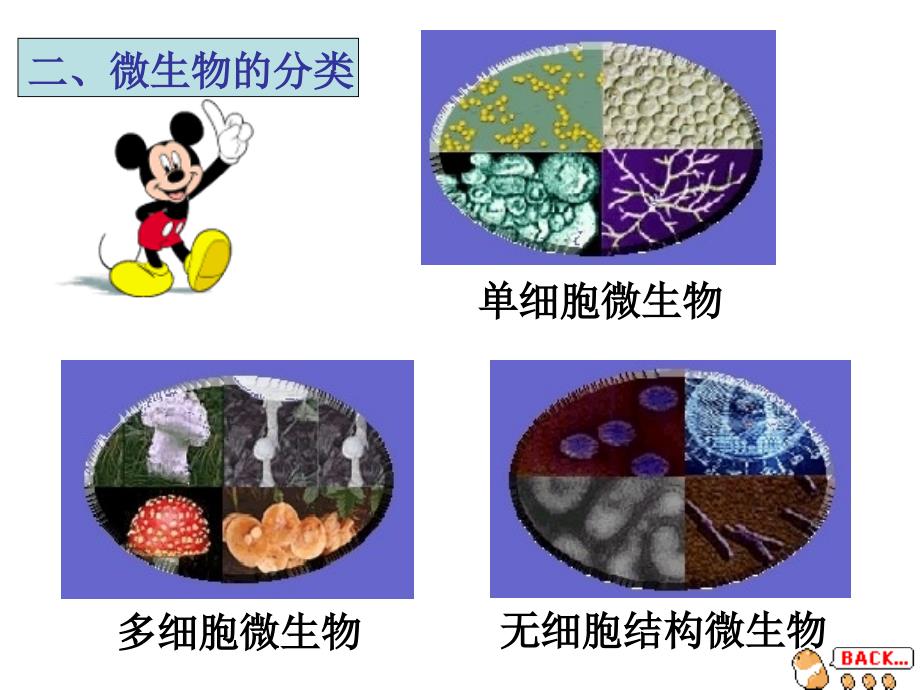 微生物在生物圈中的作用_第4页