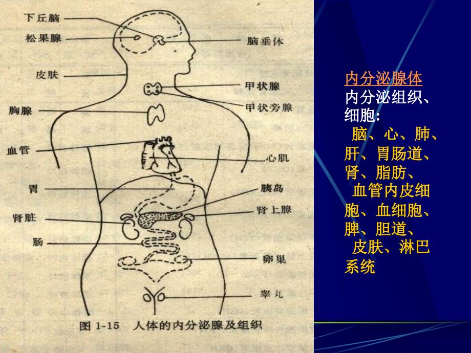 内分泌基础－激素分泌与调节_第4页