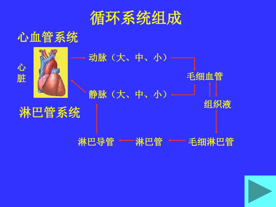 第八章循环系统_第2页