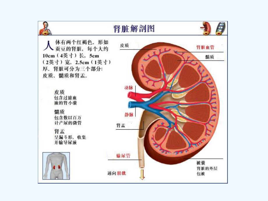 肾脏疾病病人的麻醉ppt课件_第4页