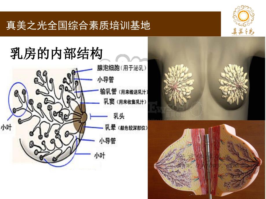 乳腺专业_第4页