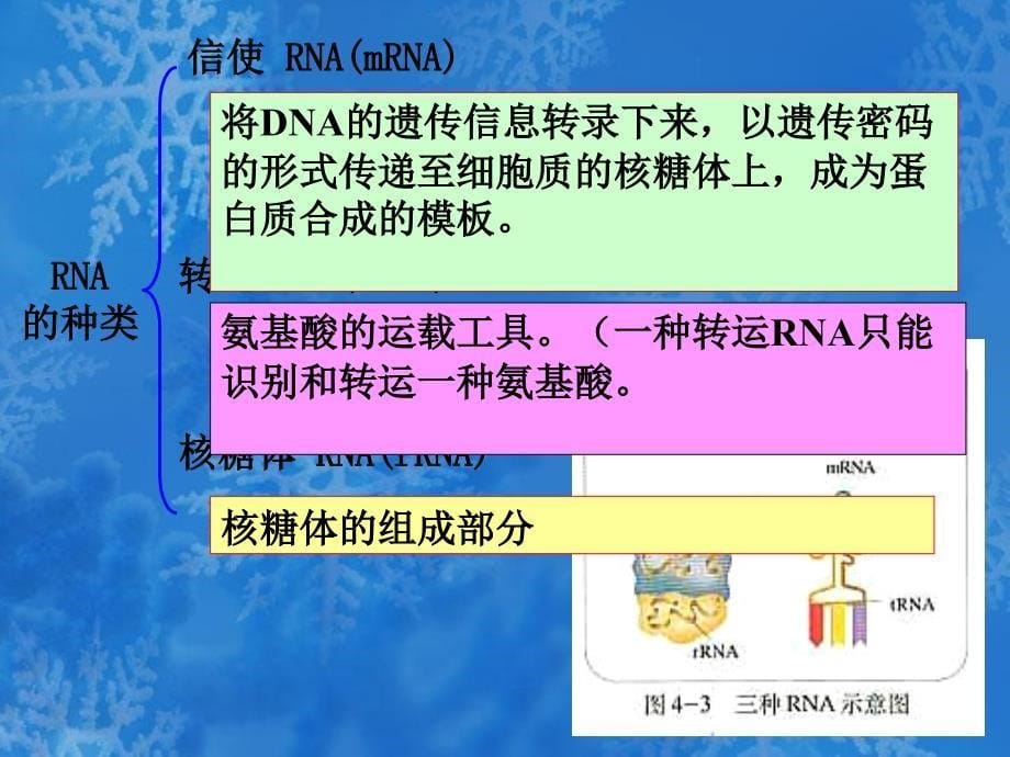 生物41基因指导蛋白质的合成课件3新人教版必修2_第5页