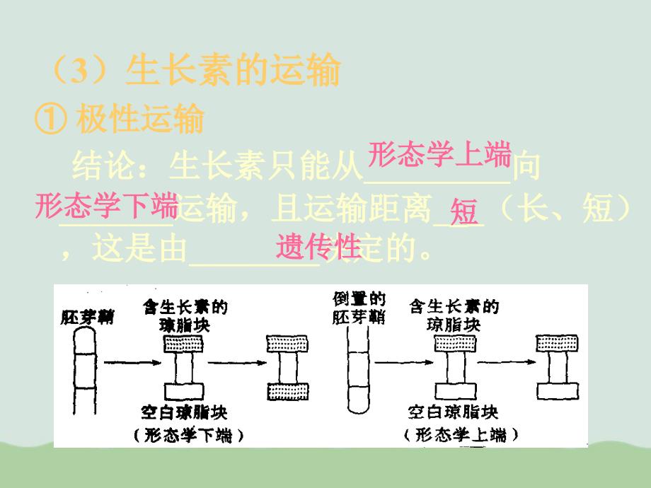 植物生命活动的调节课件全解20-人教课标版_第4页