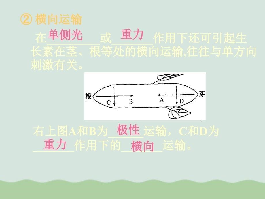 植物生命活动的调节课件全解20-人教课标版_第5页