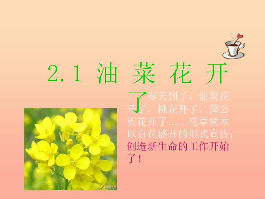 四年级科学下册2新的生命1油菜花开了课件教科版_第1页