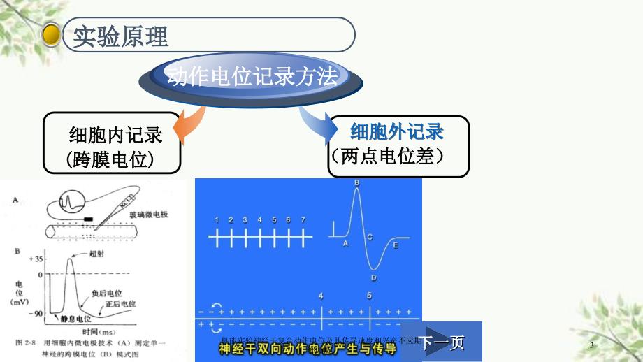 机能实验神经干复合动作电位及其传导速度和兴奋不应期的测定课件_第3页