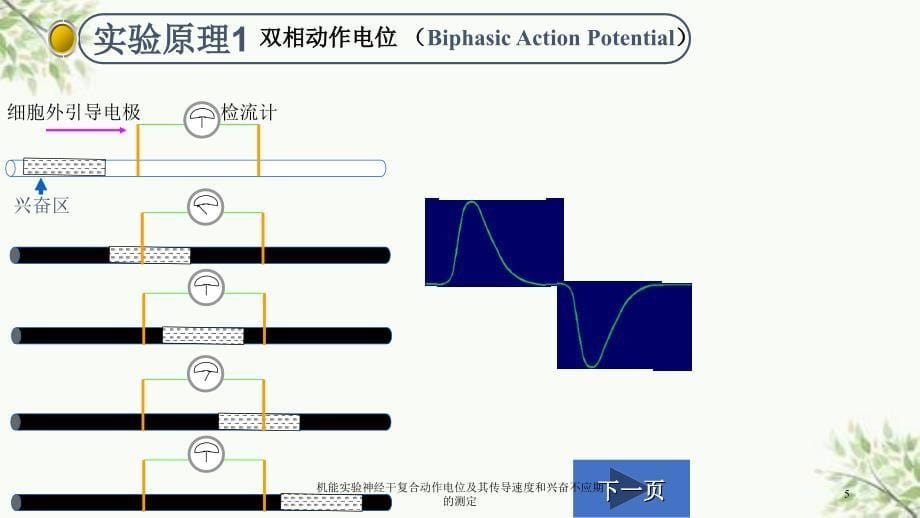 机能实验神经干复合动作电位及其传导速度和兴奋不应期的测定课件_第5页