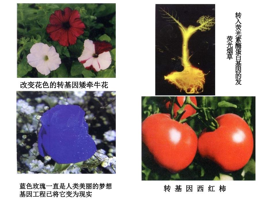 细菌的遗传与变异医学微生物学_第1页