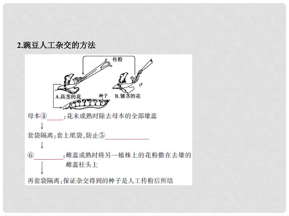 高考生物一轮复习 专题11 基因的分离定律课件_第3页