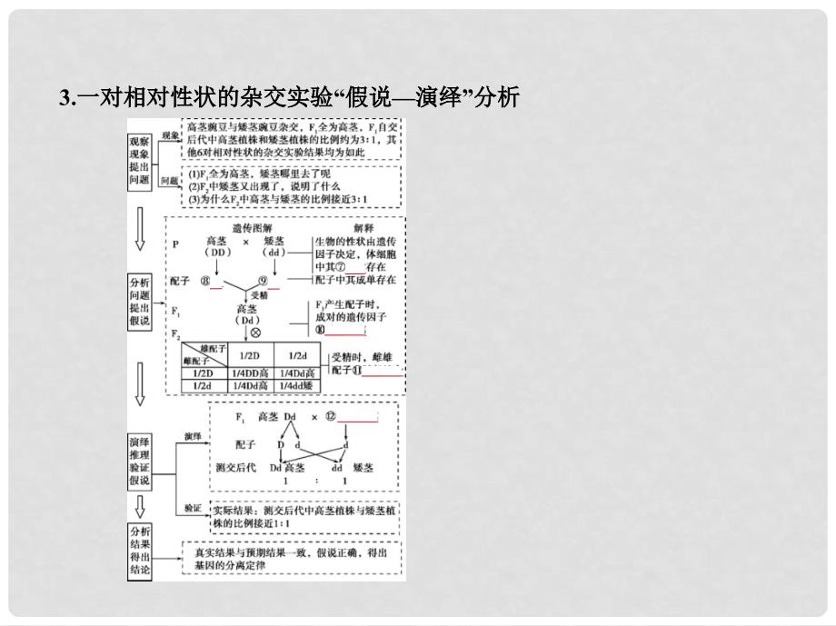 高考生物一轮复习 专题11 基因的分离定律课件_第4页