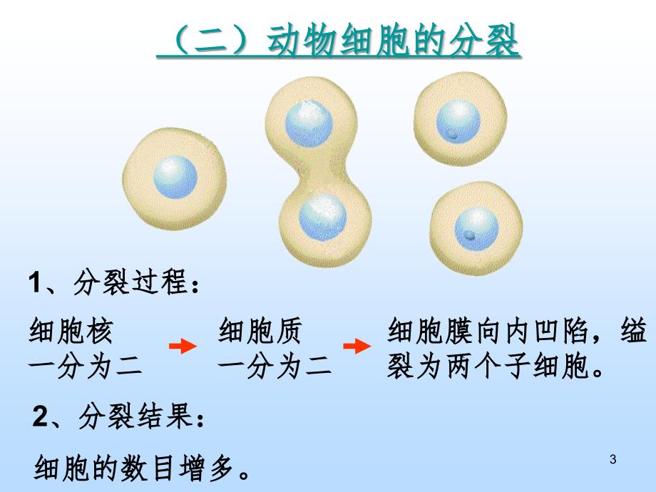 四细胞的分裂与生长.ppt_第3页