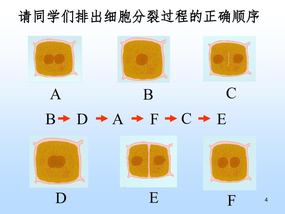 四细胞的分裂与生长.ppt_第4页