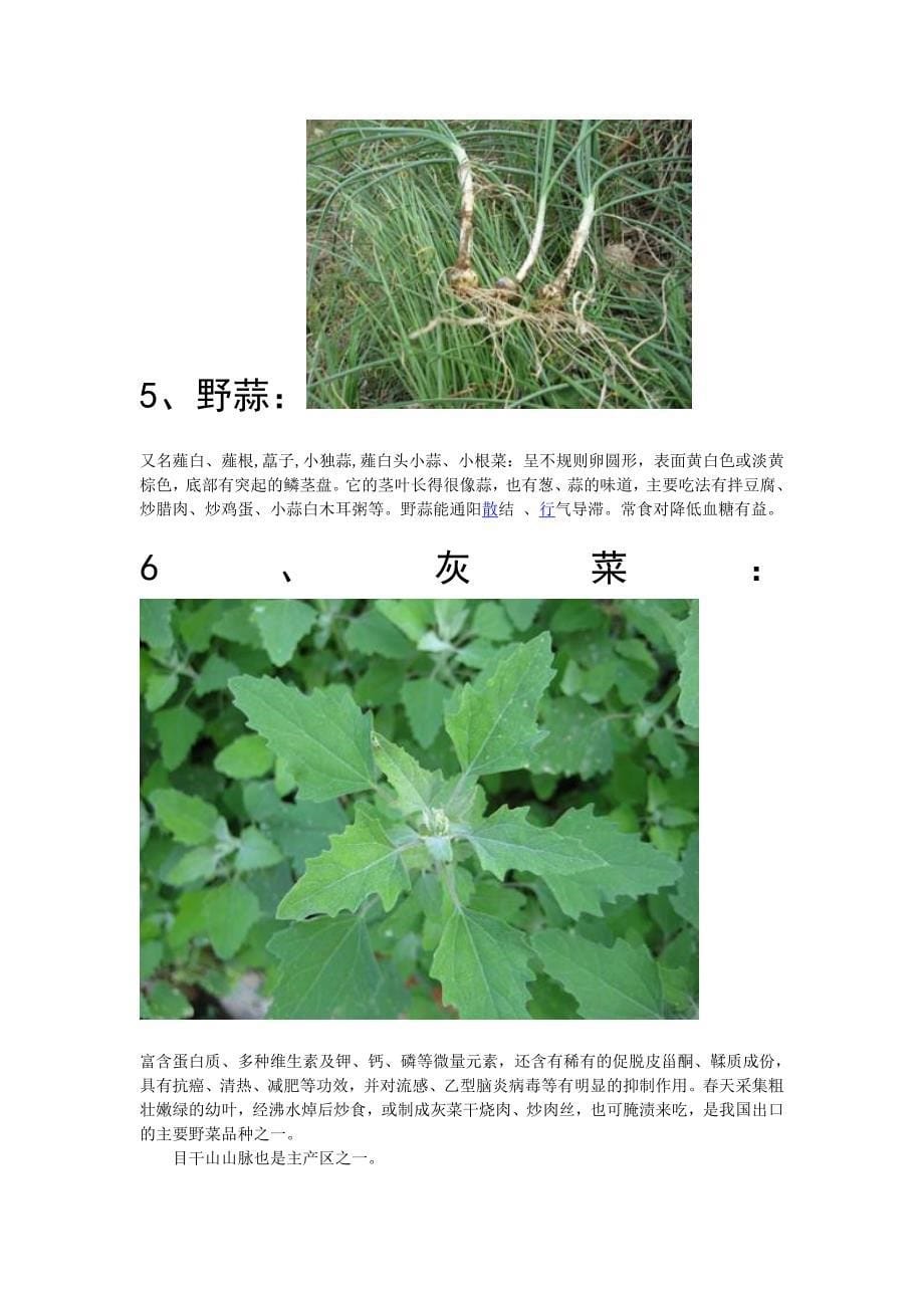 咱这能找到的野菜的功效和吃法.doc_第5页