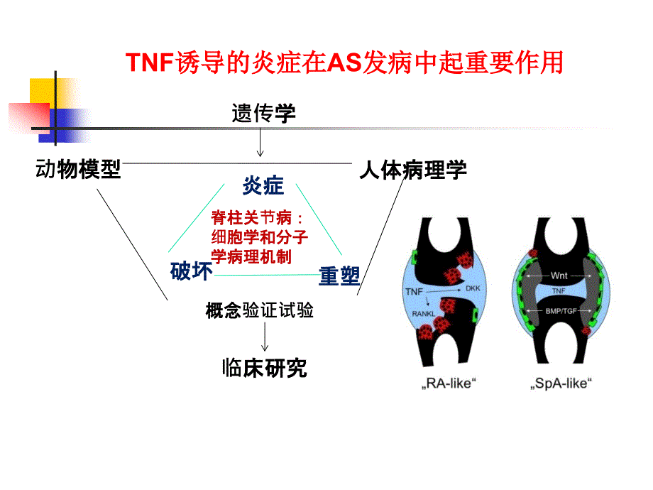 脊柱关节炎诊断及治疗进展（行业荟萃）_第4页