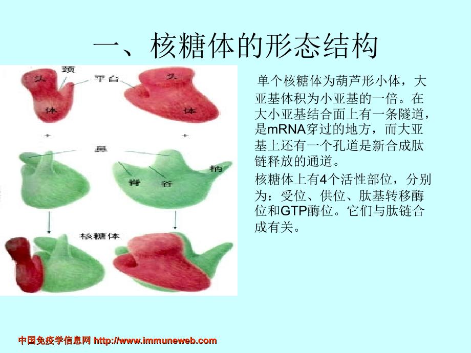 核糖体和癌症_第3页