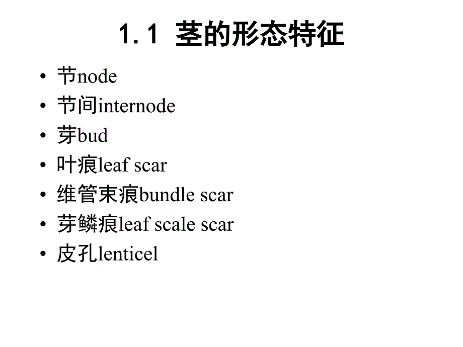 植物学教学课件：第4讲 茎(stem)_第4页