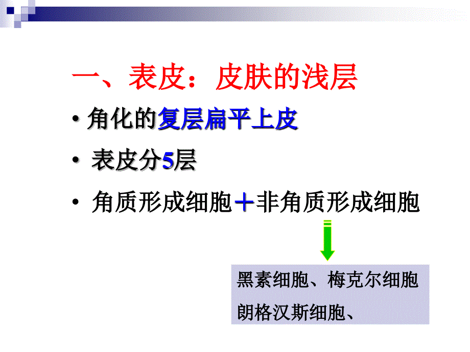 刘芬组织学与胚胎学第11章皮肤芬课件_第4页