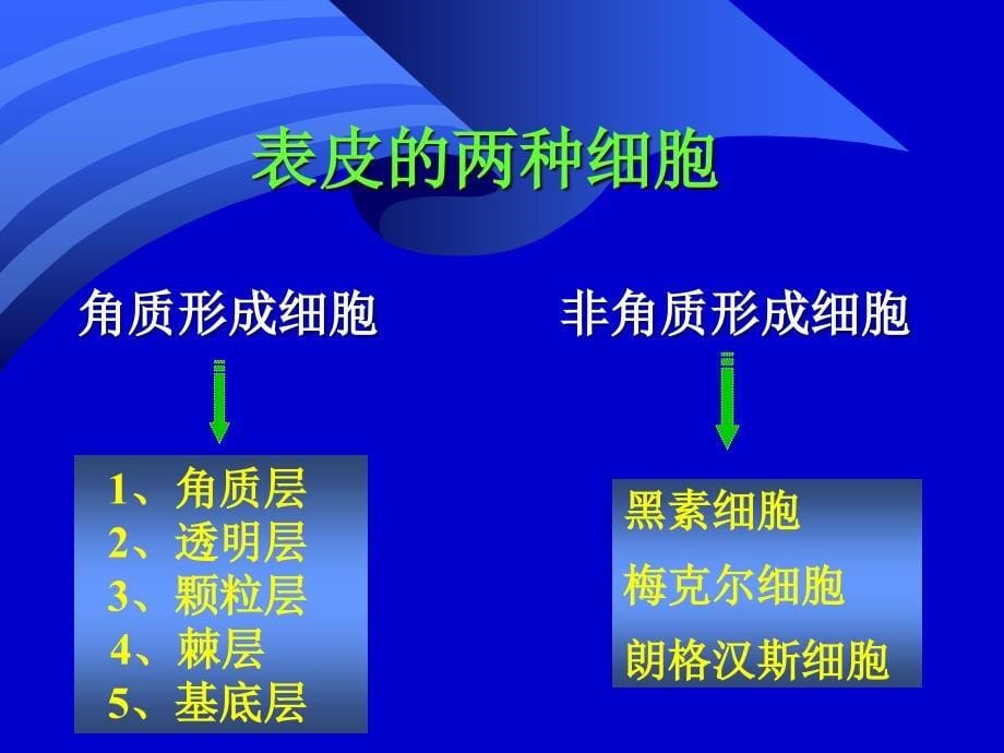 刘芬组织学与胚胎学第11章皮肤芬课件_第5页