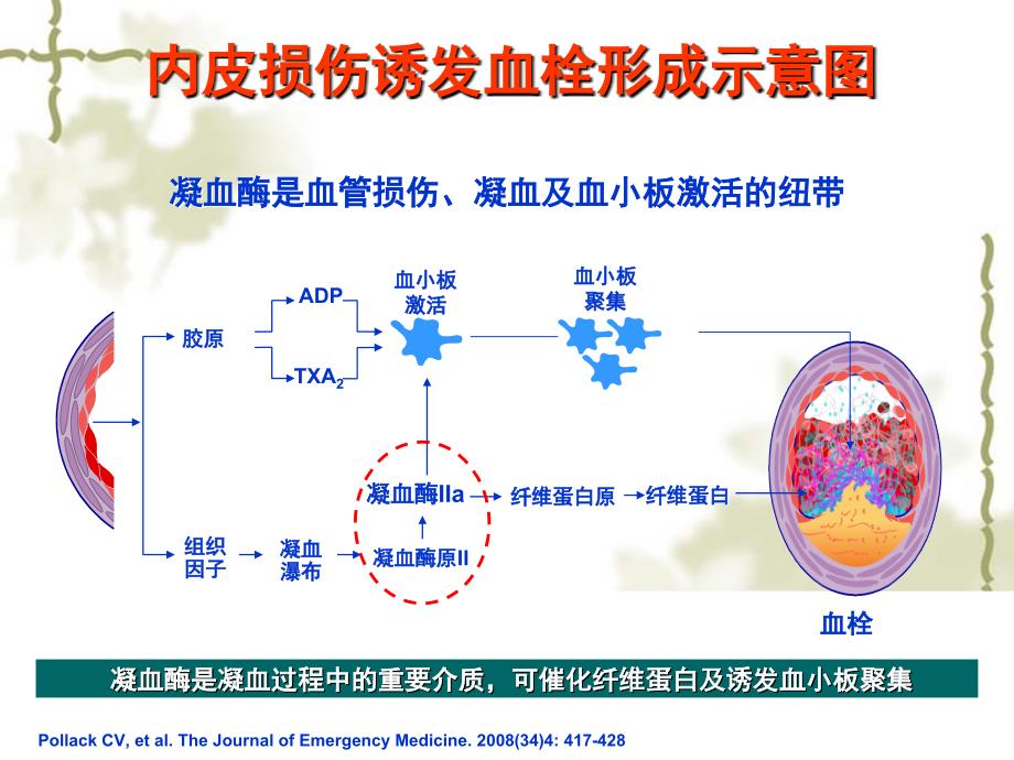 凝血机制与抗凝药物的新视点_第3页