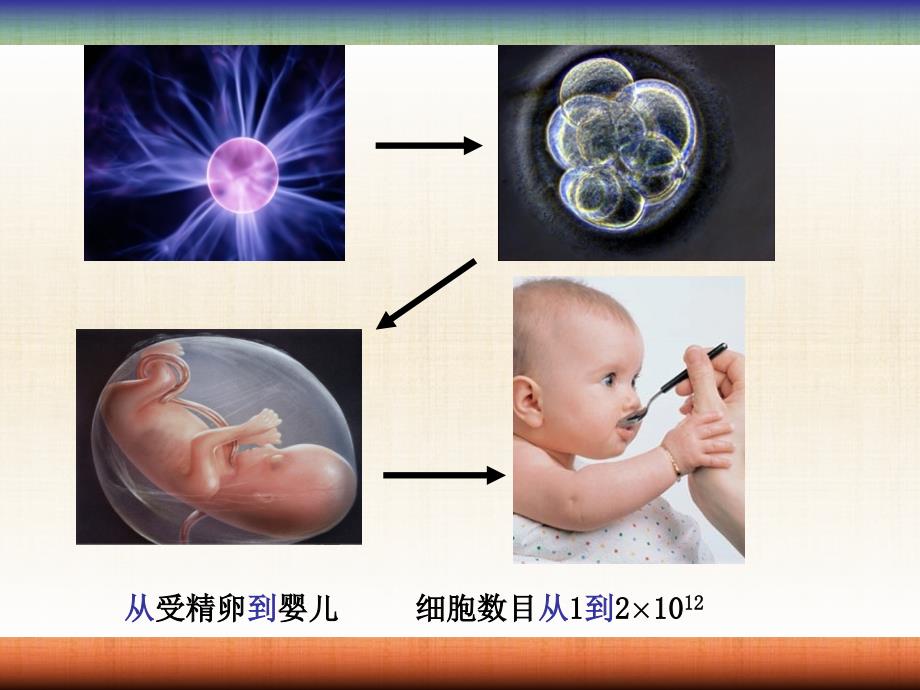 周细胞的增殖2_第3页