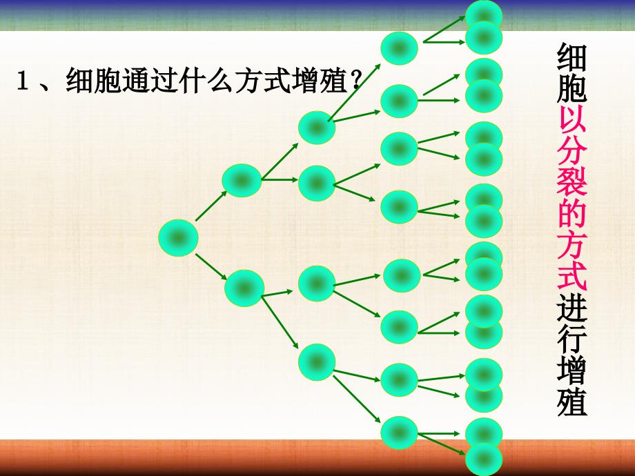 周细胞的增殖2_第4页