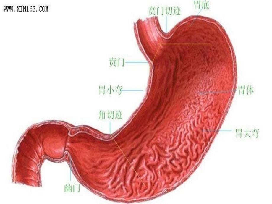 胃十二指肠疾病简介_第5页